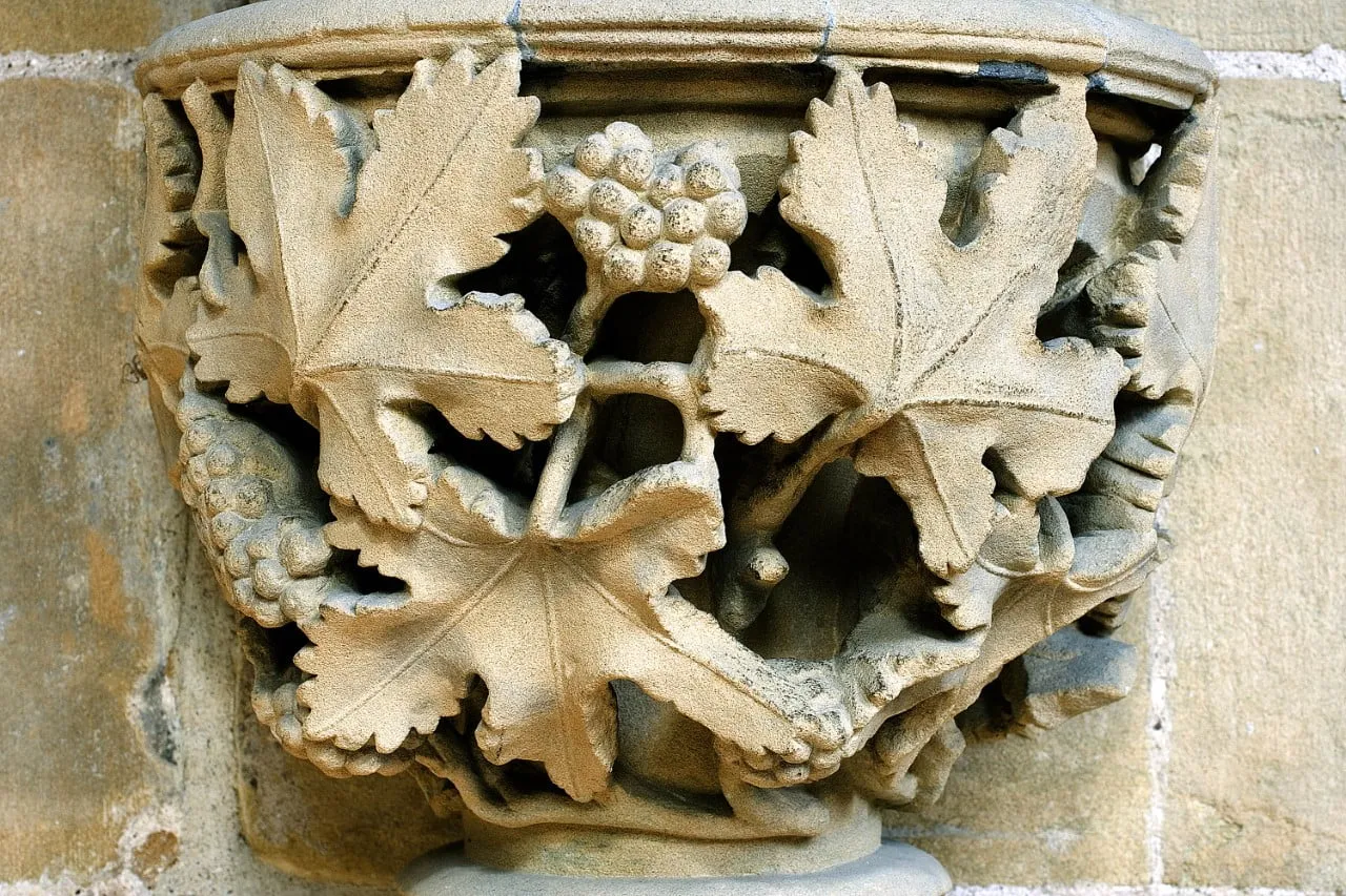 Vine Mulberry