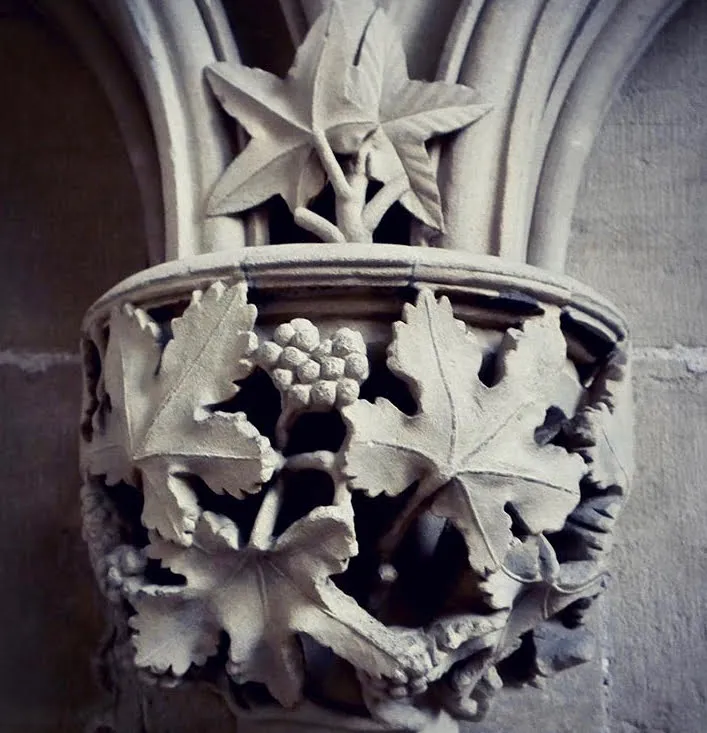Vine